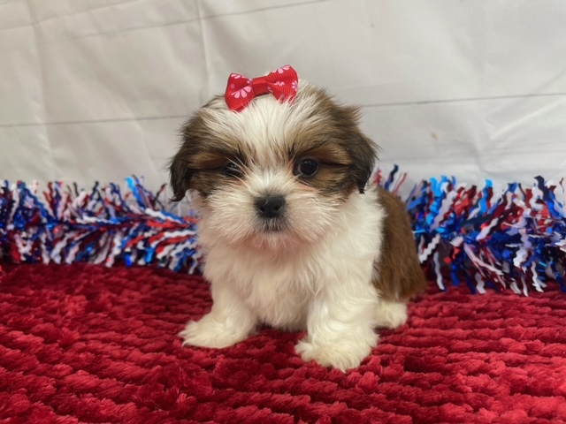 puppy, for, sale, Shih Tzu, Alisa  Breedlove, dog, breeder, Waynesville, MO, dog-breeder, puppy-for-sale, forsale, nearby, find, puppyfind, locator, puppylocator, aca